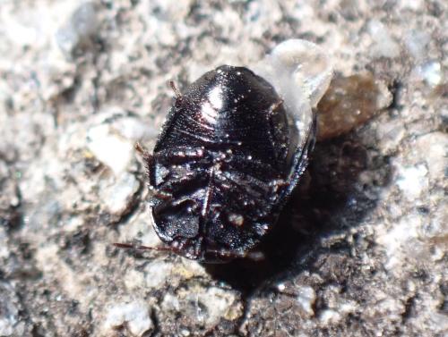 Réf. 327 945 : Thyreocoris scarabaeoides